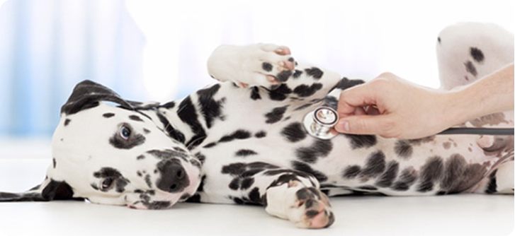 A Dalmatian dog at the vets
