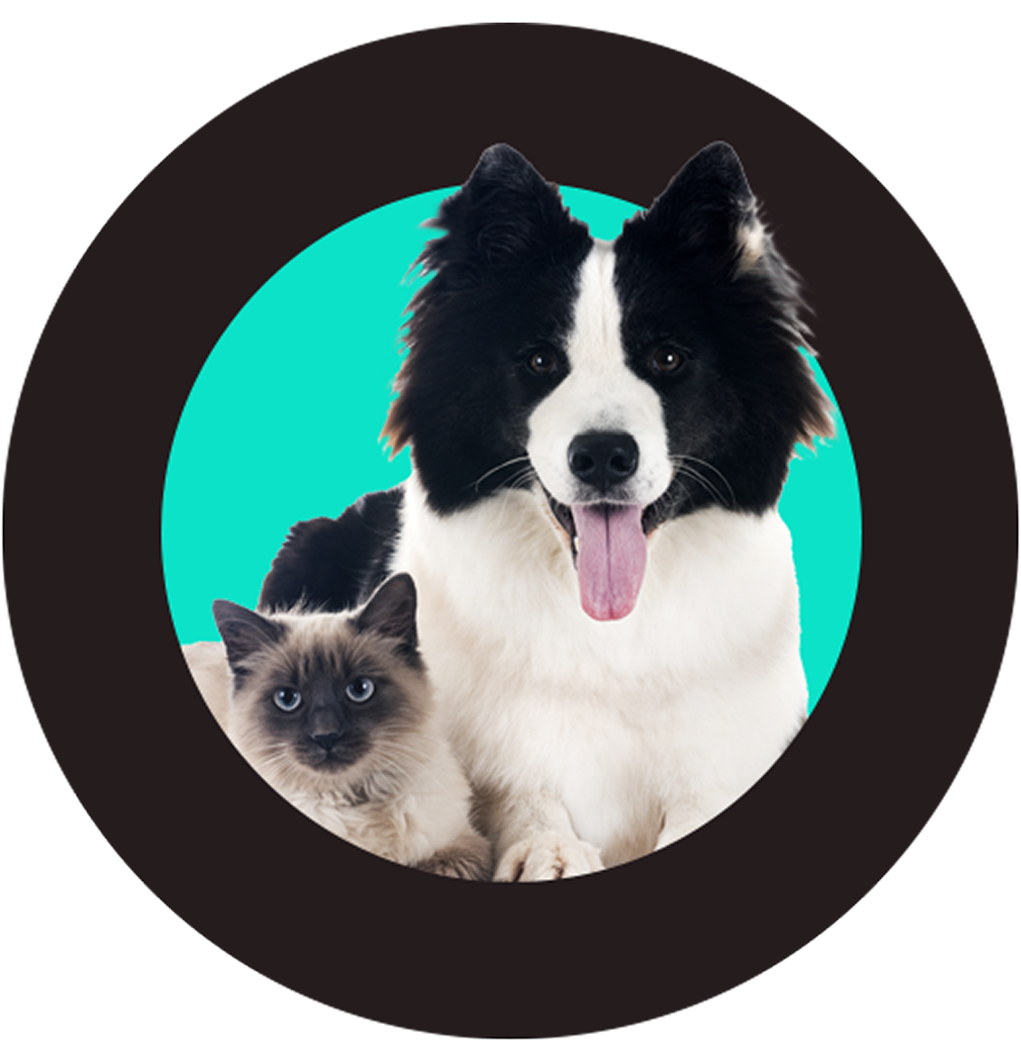 A Birman cat and a Collie dog in a circle