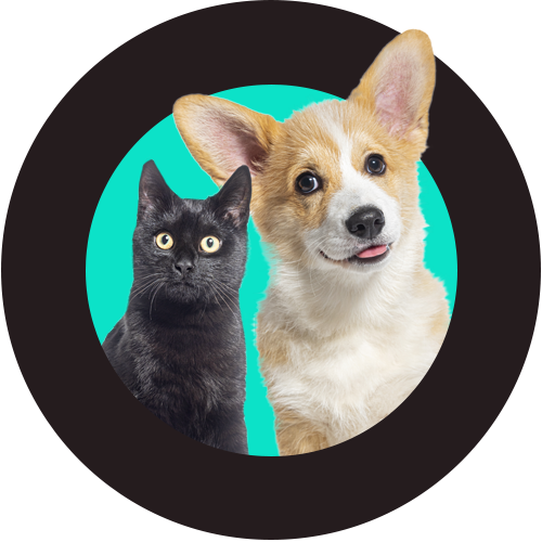 A black cat and a Corgi in a circle