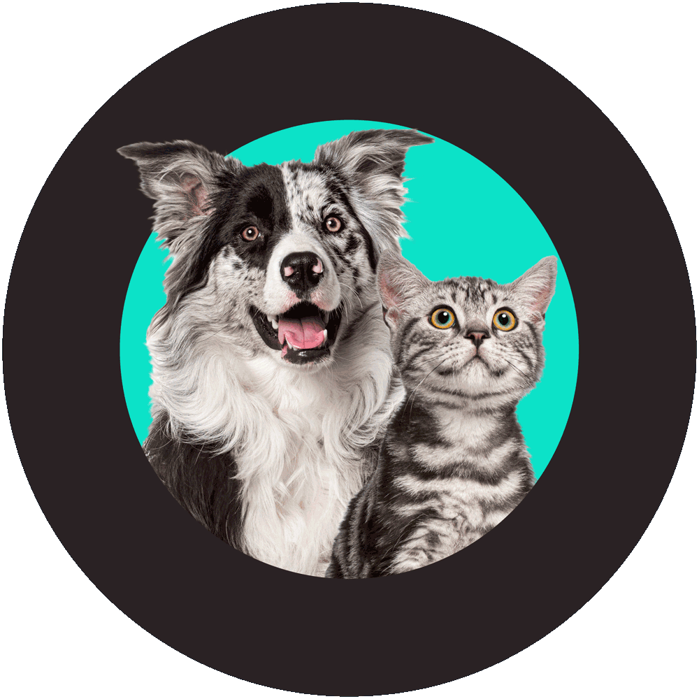 A Sheepdog and a cat in a circle