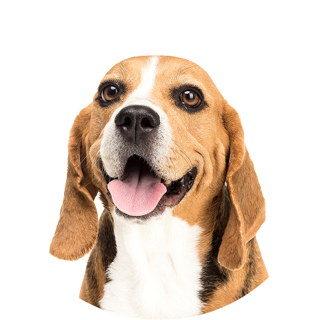 A happy Beagle