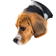 A Beagle sniffing