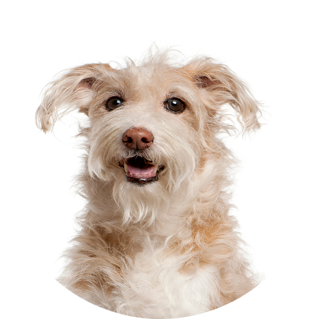 A Terrier dog