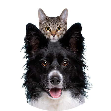 A cat nestled on the head of a Sheepdog